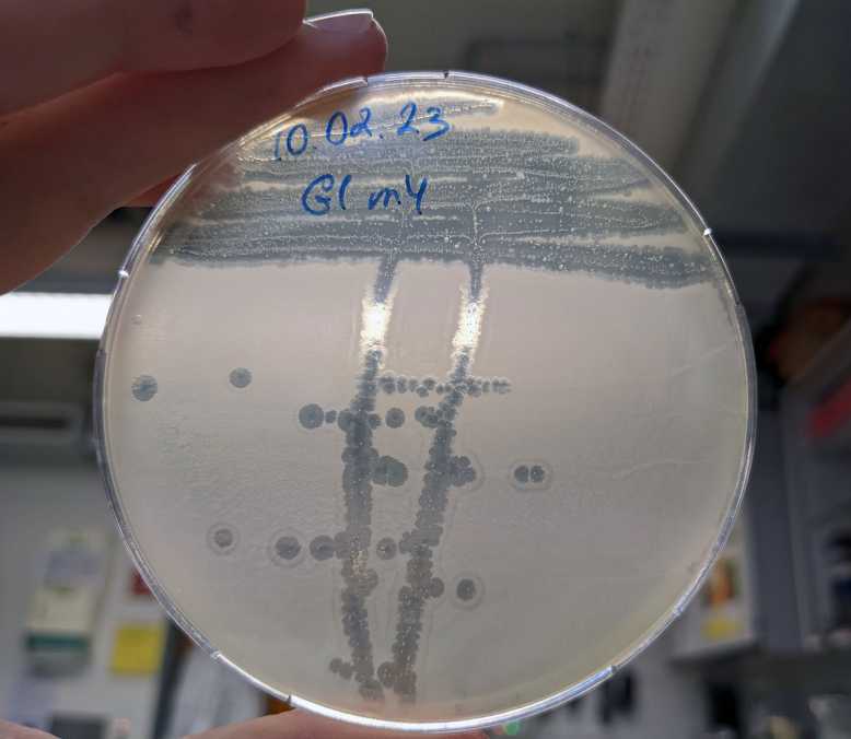 plaques of one bacteriophage streaked on Escherichia coli